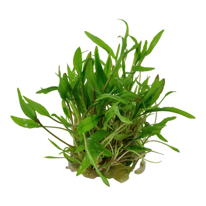 Tropica Cryptocoryne Wendtii Green 1-2-GROW